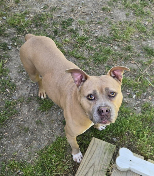 picture of the dog needing adoption