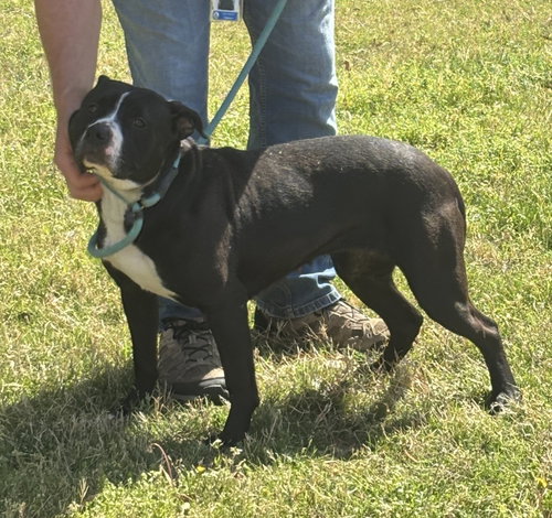 picture of the dog needing adoption