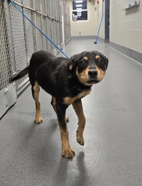 picture of the dog needing adoption