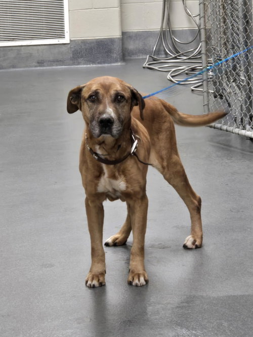 picture of the dog needing adoption