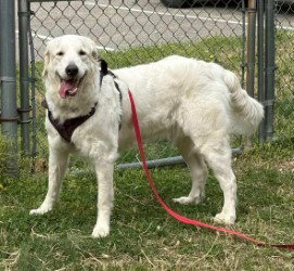 picture of the dog needing adoption