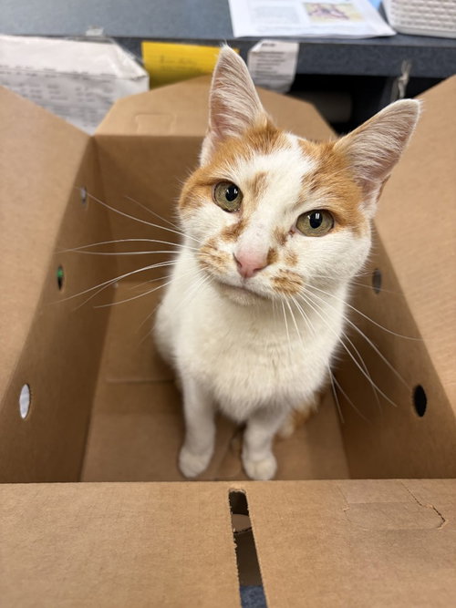 picture of the cat needing adoption