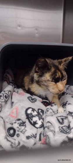 picture of the cat needing adoption