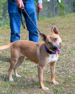 PR 54 Rica, an adoptable Terrier in Glen Allen, VA
