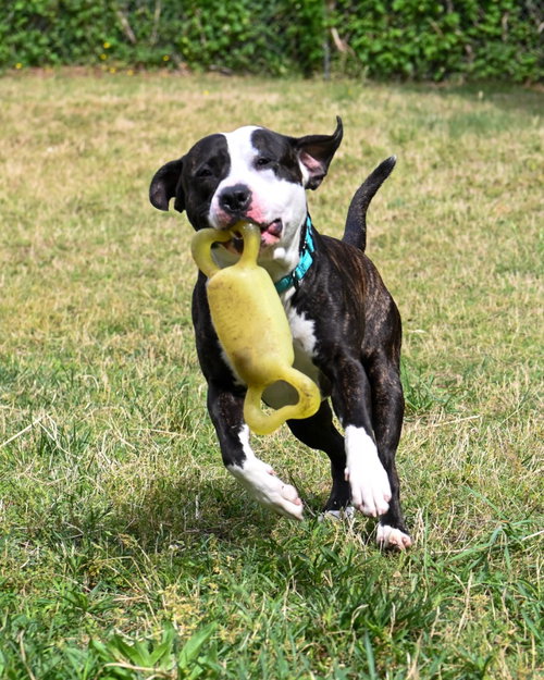 DA 24 MAGNUS - Pit Bull Terrier for adoption in Richmond