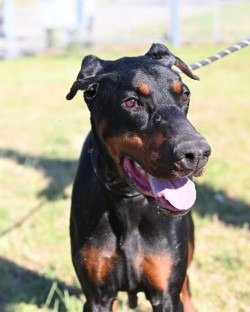 DA 35 Aurora, an adoptable Doberman Pinscher in Glen Allen, VA