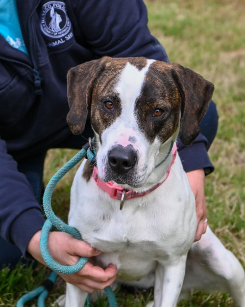 DA 25 Reina Dulce, an adoptable Hound in Glen Allen, VA