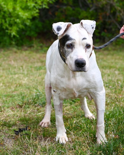 DQ 63 Pollen, an adoptable Labrador Retriever in Glen Allen, VA