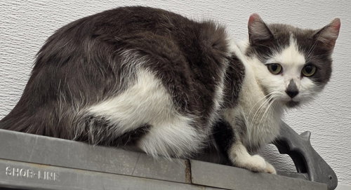FC 95 Misty, an adoptable Domestic Medium Hair in Glen Allen, VA