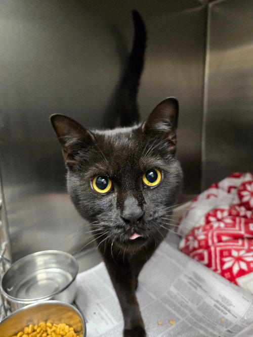FC 110 Midnight, an adoptable Domestic Short Hair in Glen Allen, VA