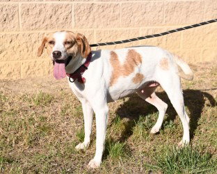 DA 32 LEMON - Hound / Pit Bull Terrier for adoption in Richmond