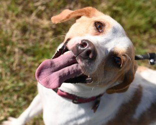 DA 32 LEMON - Hound / Pit Bull Terrier available for adoption