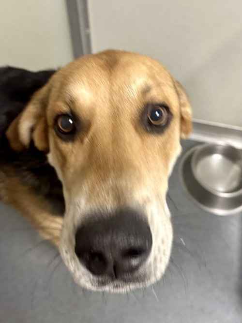 DA 19 WALLIS - Shepherd available for adoption