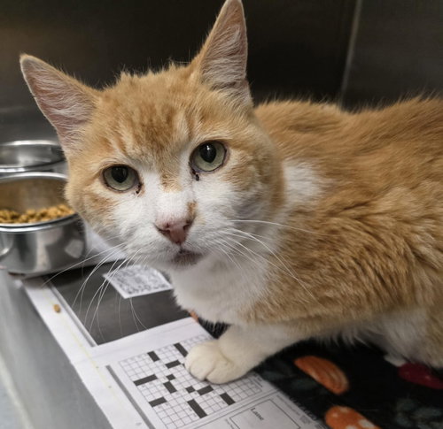FC 100 KEY LIME - Domestic Short Hair for adoption in Richmond