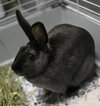 CI Licorice (Rabbit) - Photo 1