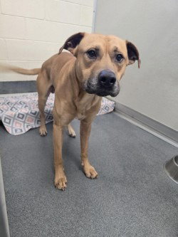DA 31 DALE - Pit Bull Terrier for adoption in Richmond