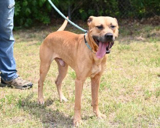 PR 51 Dale, an adoptable Pit Bull Terrier in Glen Allen, VA