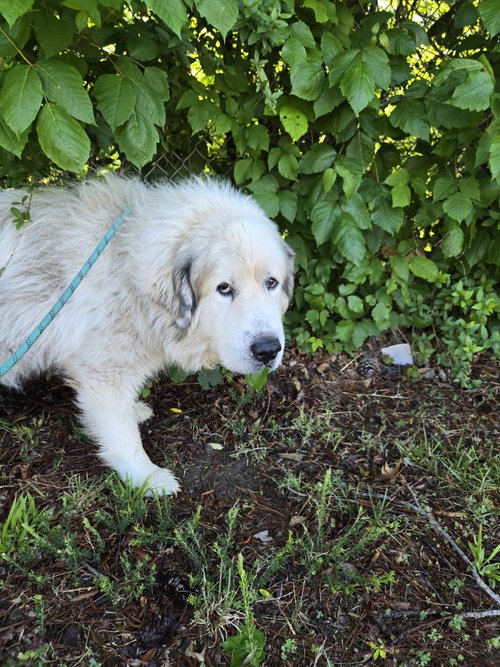 DA 43 Stratus, an adoptable Great Pyrenees in Glen Allen, VA