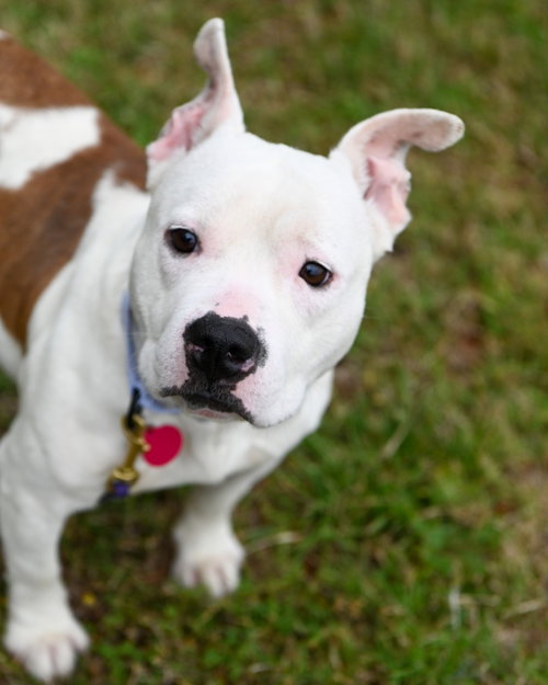 DA 10 PUDGE - English Bulldog / Pit Bull Terrier for adoption in Richmond