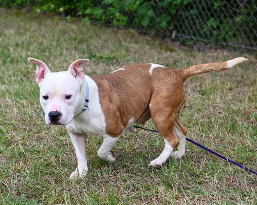 DA 10 PUDGE - English Bulldog / Pit Bull Terrier available for adoption