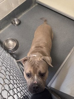 DA 13 Nap Time, an adoptable Pit Bull Terrier in Glen Allen, VA