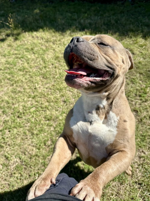 DA 13 NAP TIME - Pit Bull Terrier for adoption in Richmond