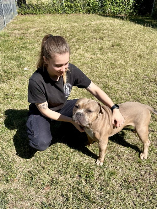 DA 13 NAP TIME - Pit Bull Terrier available for adoption