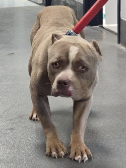 DA 17 Tiny Chef, an adoptable Pit Bull Terrier in Glen Allen, VA