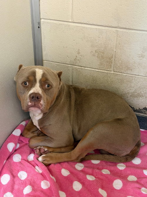 DA 17 TINY CHEF - Pit Bull Terrier for adoption in Richmond