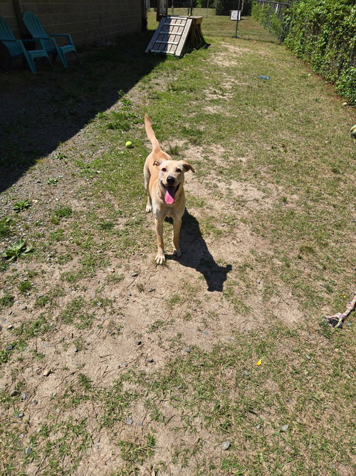 DA 30 BECKY - Labrador Retriever available for adoption