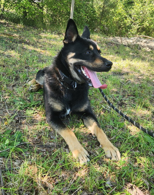 DA 4 Jackie, an adoptable Husky in Glen Allen, VA