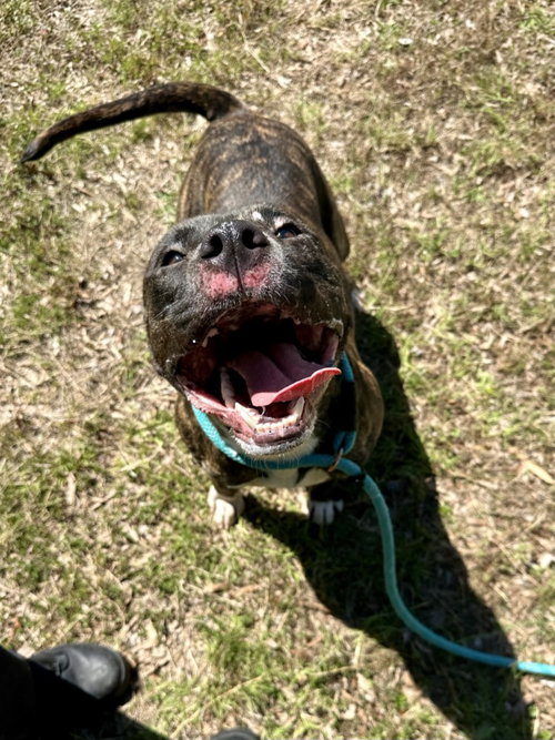 DA 29 CHIP - Pit Bull Terrier for adoption in Richmond