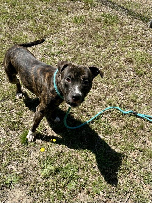 DA 29 CHIP - Pit Bull Terrier available for adoption