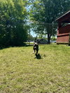 DA 29 Chip - Photo 3
