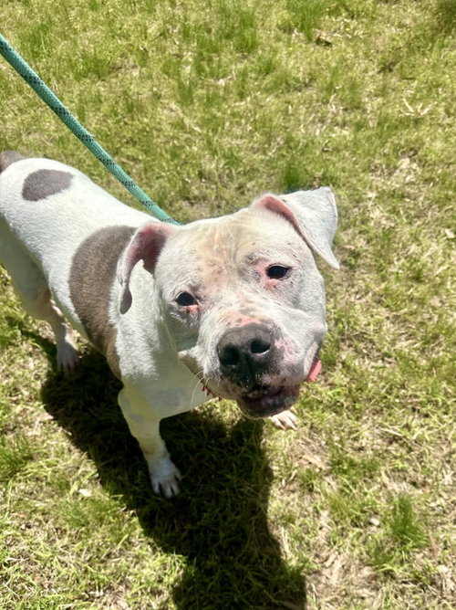 DQ 66 Urie, an adoptable American Bulldog in Glen Allen, VA