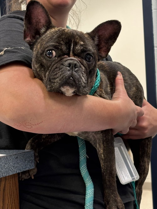 PR 57 Granola, an adoptable Boston Terrier in Glen Allen, VA