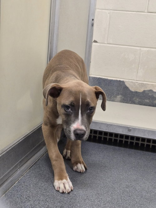 PR 50 Lainey, an adoptable Pit Bull Terrier in Glen Allen, VA