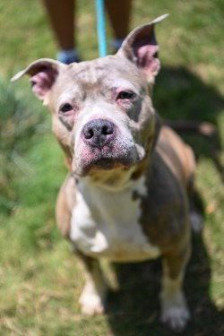 DA 34 Belle HHS RRP, an adoptable Pit Bull Terrier in Glen Allen, VA