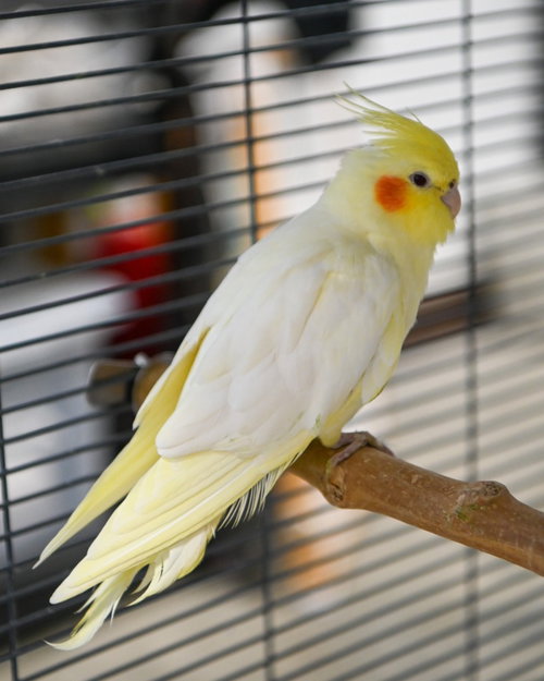 Lobby Bird Topaz
