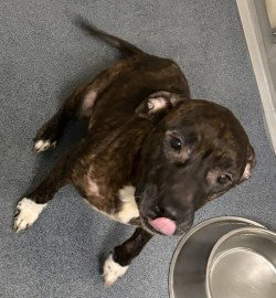 DI 84 Gina