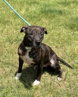DI 84 Gina HHS RRP, an adoptable Pit Bull Terrier in Glen Allen, VA