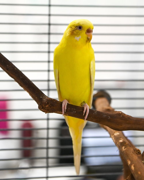 Lobby Bird Jive