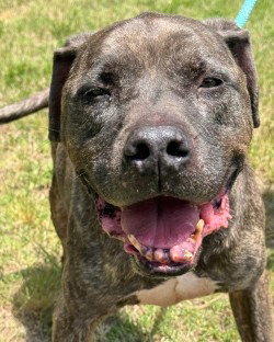 DA 22 Rusty HHS RRP, an adoptable Pit Bull Terrier in Glen Allen, VA