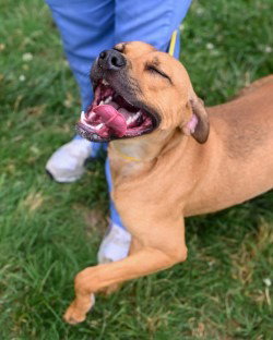 DI 88 Paulie Pocket, an adoptable Pit Bull Terrier in Glen Allen, VA