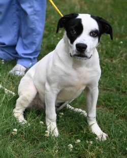 PR 49 Adele HHS RRP, an adoptable Hound in Glen Allen, VA