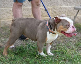 PR 57 Marge, an adoptable English Bulldog in Glen Allen, VA