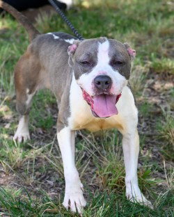 DA 31 Mochi, an adoptable Pit Bull Terrier in Glen Allen, VA