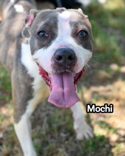 DA 31 Mochi - HHS RRP