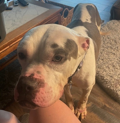 DI 91 Muddy Patch HHS RRP, an adoptable Pit Bull Terrier in Glen Allen, VA