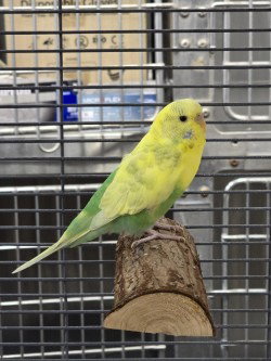 Sally port birdy - Sulkie